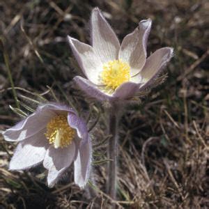 South Dakota State FloweR, American Pasque Flower (Pulsatilla ...