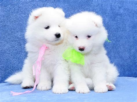 Chó Samoyed ăn gì? Cách chọn thức ăn dinh dưỡng cho chó Samoyed