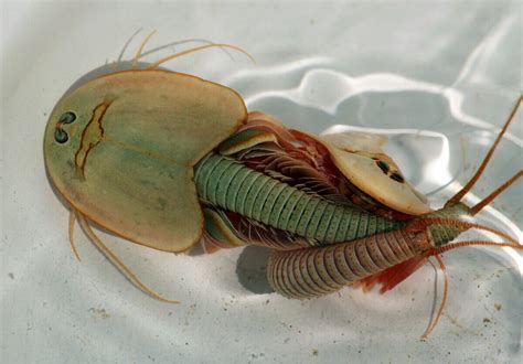 The Care of Triops and Keys for Their Development - My Animals