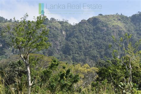 LAND FOR SALE: Small tea estate near Haputale, Sri Lanka | Lanka Real Estate