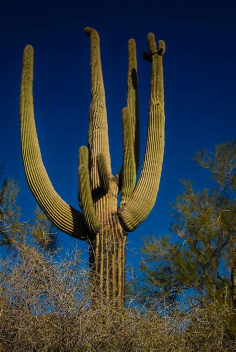 Cactus In Desert Free Stock Photo - Public Domain Pictures
