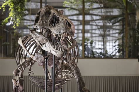 T. rex skeleton sells for more than $5M at Zurich auction