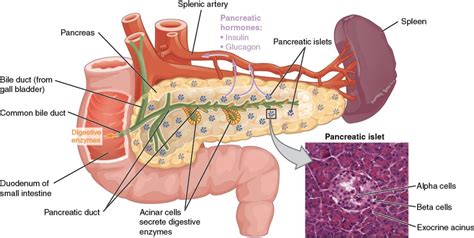 The Endocrine Pancreas – Glucose Homeostasis | BIO103: Human Biology