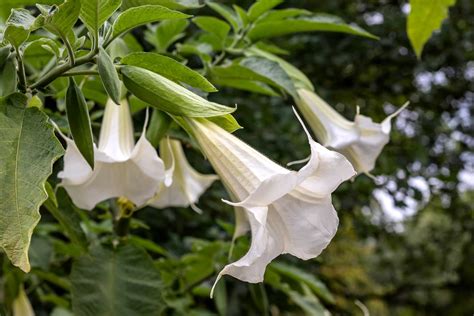 Brugmansia 'Double White' Angel's Trumpet 6" Pot - Hello Hello Plants & Garden Supplies