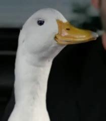 Aflac Duck Voice - Aflac Incorporated (Commercial) | Behind The Voice Actors