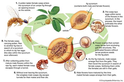 Ficus | Description, Pollination, & Major Species | Britannica