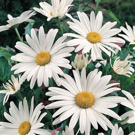 Shasta Daisy Seeds- 3 Shasta Daisies - Perennial Flower Seeds