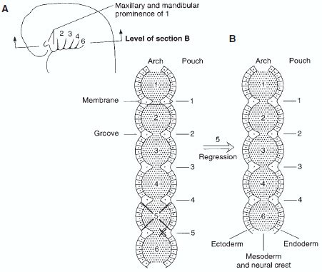 Branchial Apparatus Made Easy | Epomedicine