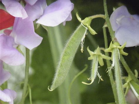 Saving Seeds From Sweet Peas - How Do I Collect Sweet Pea Seeds For Planting | Gardening Know How