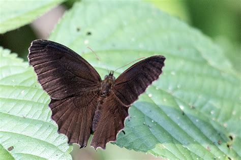 Argentine Butterflies 2, Iguazú National Park, Argentina