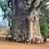 Where Is The Oldest Tree In South Africa - 2023 | ZaR