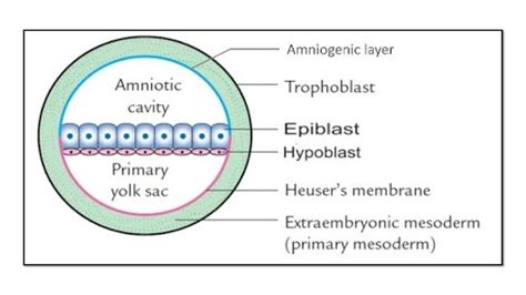 Placenta Formation (Extra Embryonic Mesoderm, Yolk Sac)