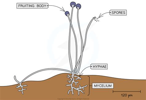 Edexcel IGCSE Biology 复习笔记 1.2.3 Eukaryotic Organisms: Fungi & Protoctists-翰林国际教育