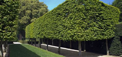 Why choose pleached trees for screening? - Green Mile Trees Green Mile Trees