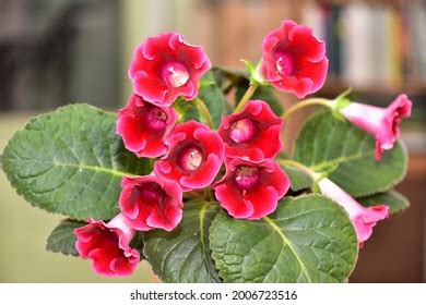 3,038 Gloxinia Images, Stock Photos & Vectors | Shutterstock