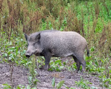 Central European Boar - Facts, Diet, Habitat & Pictures on Animalia.bio