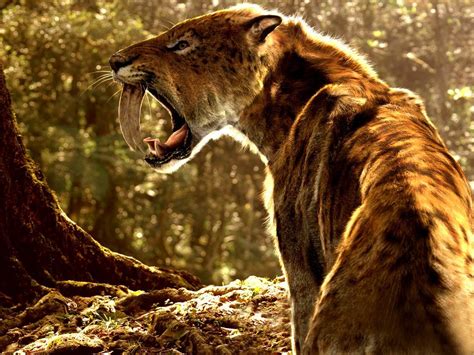 Smilodon Facts, Habitat, Diet, Fossils, Pictures