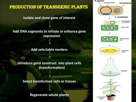 Agrobacterium mediated gene transfer