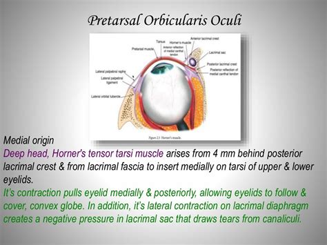 Eye lid anatomy