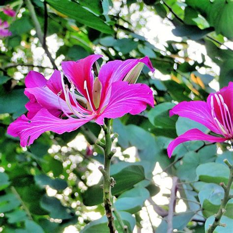 Bauhinia Blakeana, Orchid Tree or kachnar - Plant Nursery Nisarga