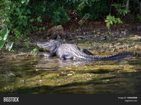 Alligator Florida Swamp Image & Photo | Bigstock