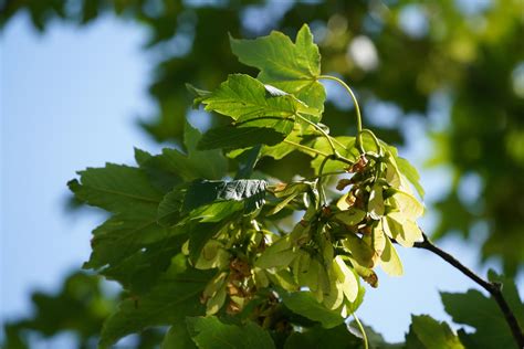 Sycamore Tree Leaf Identification