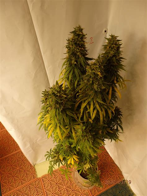 Panama Red 17 grow diary (journal) week12 by heavybreeder - GrowDiaries