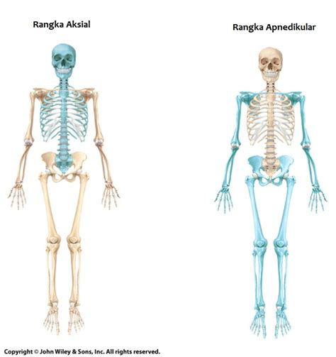 RESUME SISTEM MUSKULOSKELETAL 1: Anatomi dan Fisiologi Sistem ...