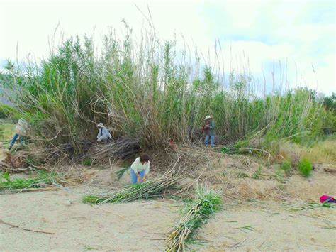 Giant Reed - Arundo donax