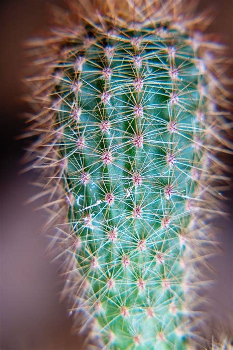 The Green Cactus With Small Needles In The Focus Stock Image - Image of garden, nature: 137531501