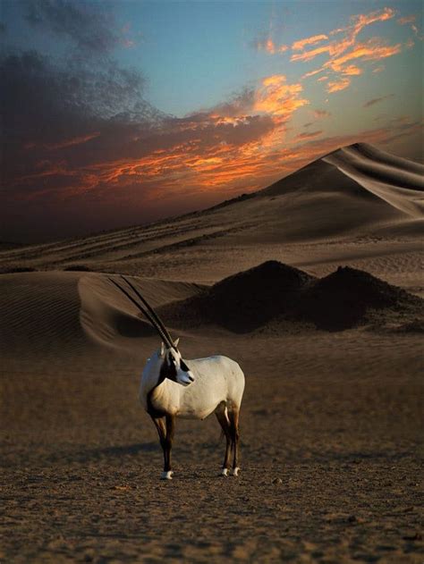 Dubai Desert Conservation Reserve: Dubai's first national park - Lonely Planet | Arabian oryx ...