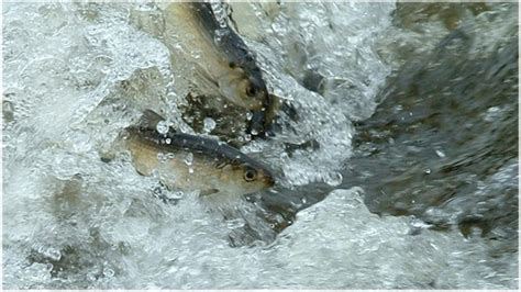 Barriers to Fish Migration | NOAA Fisheries