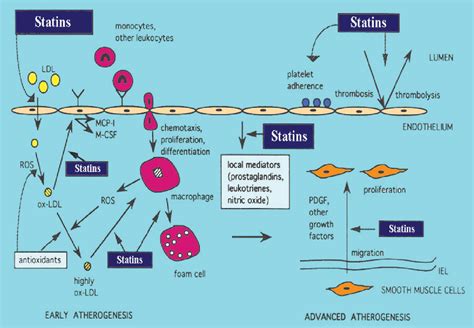 Figure 2 from Statins: mechanism of action and effects. | Semantic Scholar