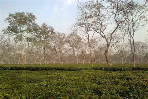 Mapping the ability of tea gardens to sequester carbon dioxide