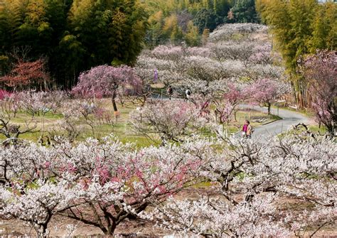 Beautiful blossoms: Kyoto’s most stunning seasonal flowers and where to ...