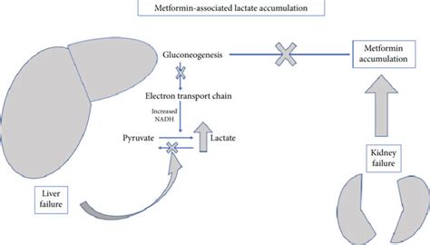 Metformin and lactic acidosis in liver or kidney failure. | Download ...