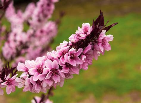 Nectarine tree (Prunus persica nucipersica) - Peach tree - A plant guide