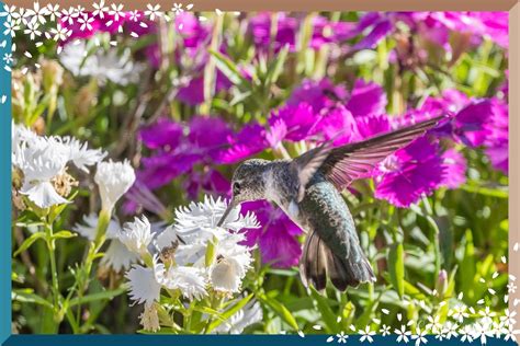 Hummingbird in my flowers - Z9 shot | Backcountry Gallery Photography Forums