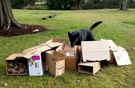 Canine Enrichment Activities - Summit Kennels