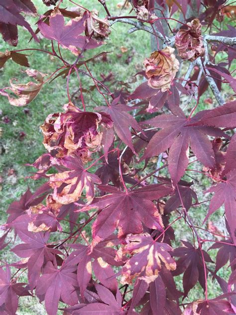 What's wrong with my Japanese maple tree? - Cooperative Extension ...