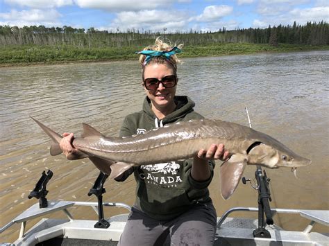 Another beautiful sturgeon caught on the North Saskatchewan River ...