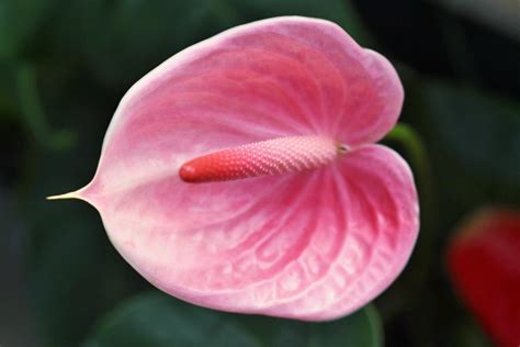 Pink Anthurium Flowers - Alii Hawaiian Flowers