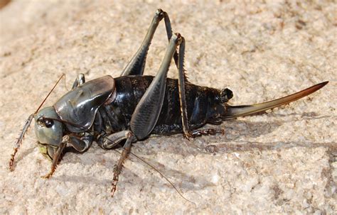 locust control and treatments for the home yard and garden