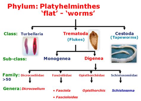 Trematoda Flashcards | Quizlet