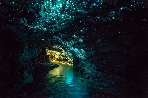 10 Dazzling Glowworm Cave Images - Fontica Blog