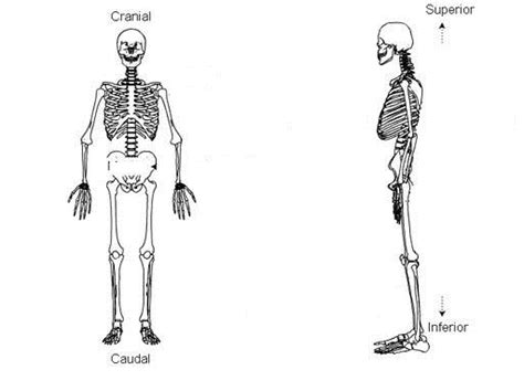 Pin on cranial and caudal