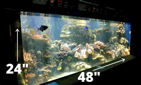 Aquarium Weights With Sizes And Dimensions - Salt Tank Report