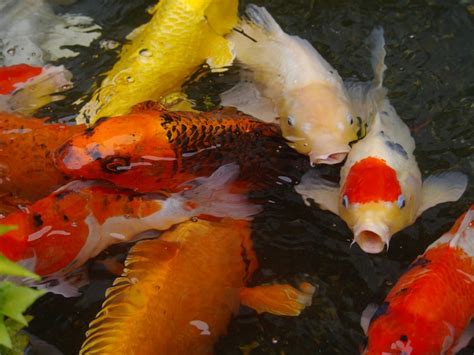 Top 5 Benefits You'll Get From Owning Pet Koi | PetHelpful