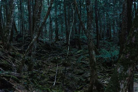 Long Before Video, Japanese Fought Suicide in the ‘Sea of Trees’ - The ...