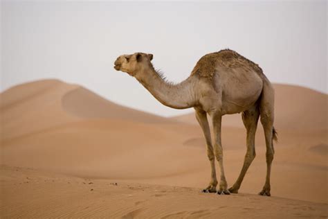 Stop Drinking Camel Urine, World Health Organization Says | Civic | US News